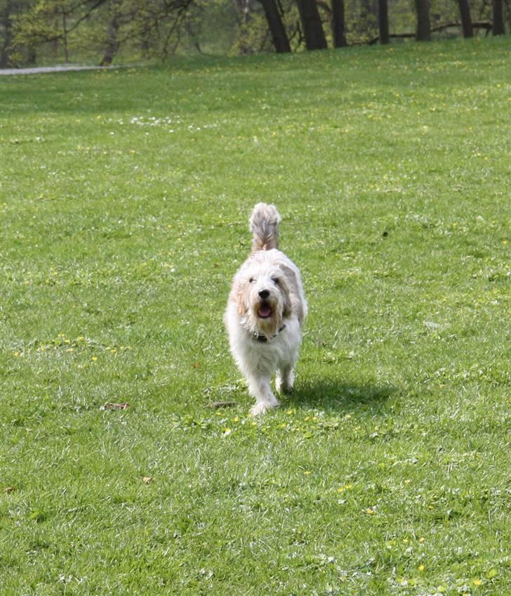Petit basset griffon wendéen Wilma - Nu kommer jeg billede 4