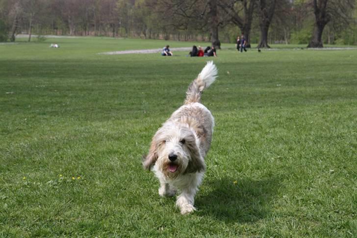 Petit basset griffon wendéen Wilma - Nu er jeg der næsten billede 5