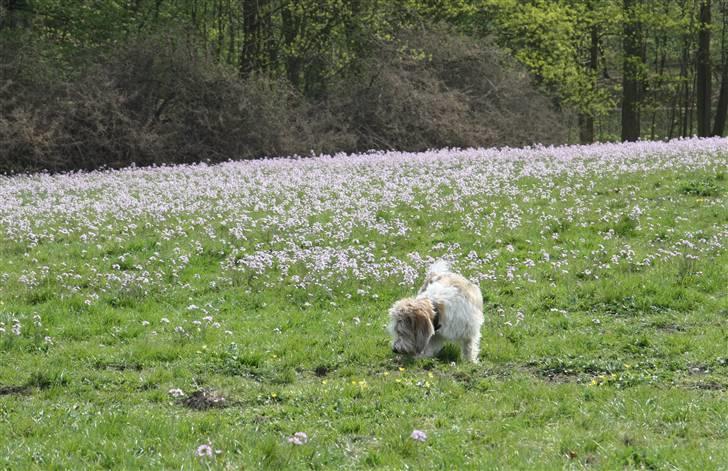 Petit basset griffon wendéen Wilma - Jeg tror der er en muldvarp, det må lige undersøges billede 6