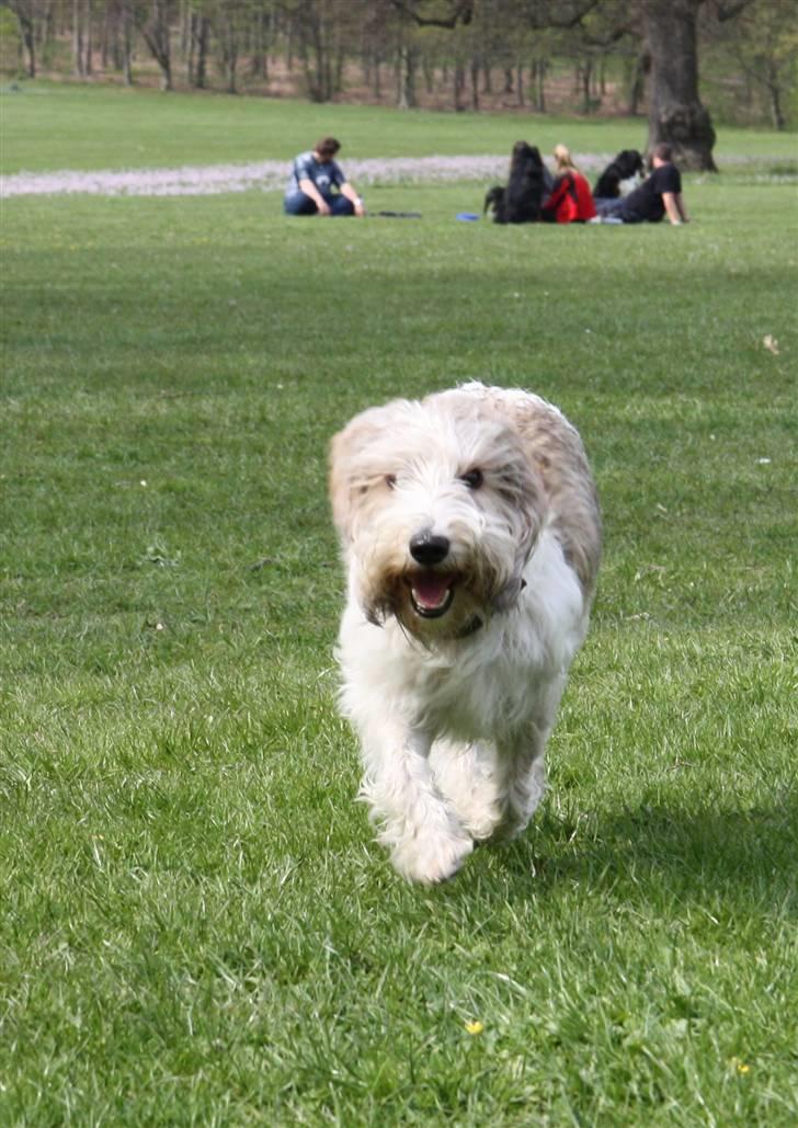 Petit basset griffon wendéen Wilma - Så er det lige før, jeg er fremme billede 7