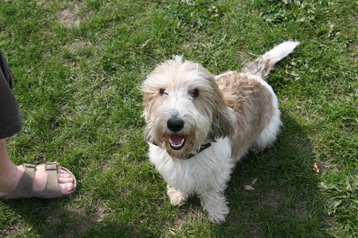 Petit basset griffon wendéen Wilma - Iihh, hvor er jeg dygtig, hit med noget lækkert. billede 8