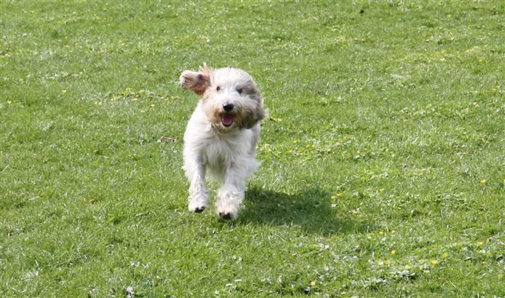 Petit basset griffon wendéen Wilma - JIHAAIIII billede 9