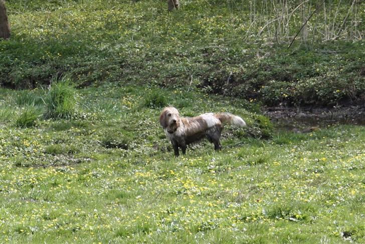 Petit basset griffon wendéen Wilma - Der nogen der siger, mudder er sundt...... billede 10