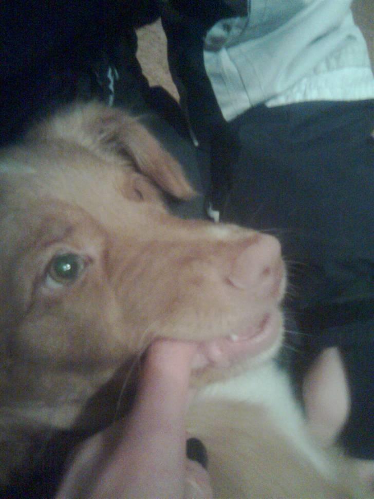 Nova scotia duck tolling retriever Bella. - hun elsker at bide. billede 2