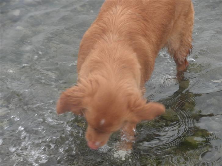 Nova scotia duck tolling retriever Bella. billede 3