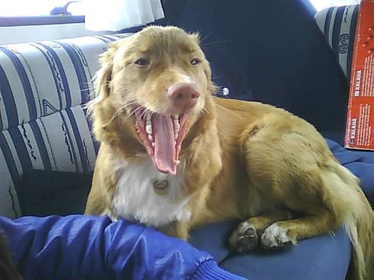 Nova scotia duck tolling retriever Bella. - undskul billederne er så sløret men hun gider ikke at stå stille og billederne er taget med mobil billede 5