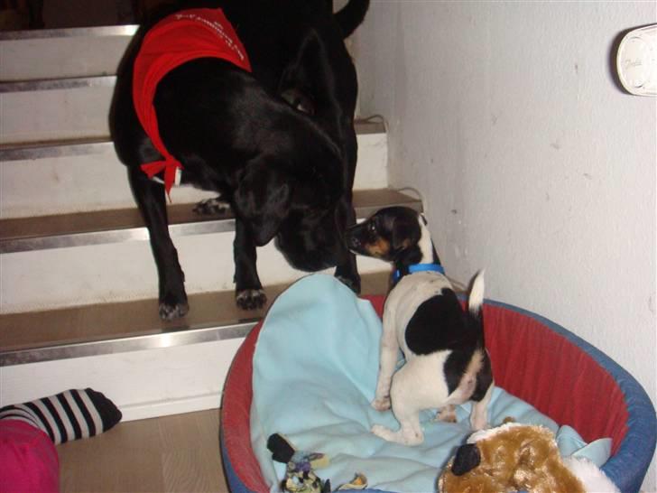 Jack russell terrier Lykkebo's Troy - Bliver jeg mon ligeså stor ? billede 6