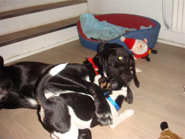 Jack russell terrier Lykkebo's Troy - Skal vi se hvem der er stærkest ? billede 7