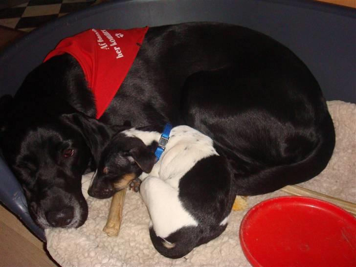 Jack russell terrier Lykkebo's Troy - Tid til en lille "morfar" billede 8