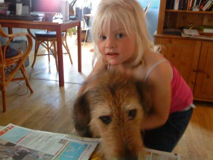 Blanding af racer Kashmir billede 5