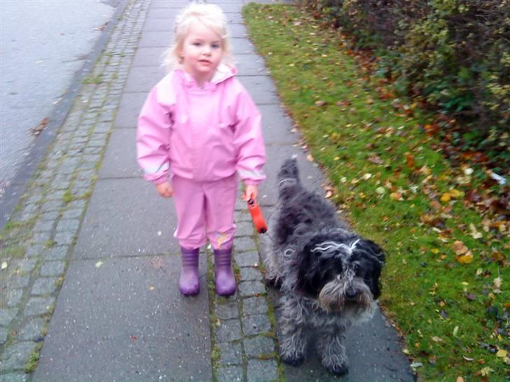 Blanding af racer Kashmir billede 6