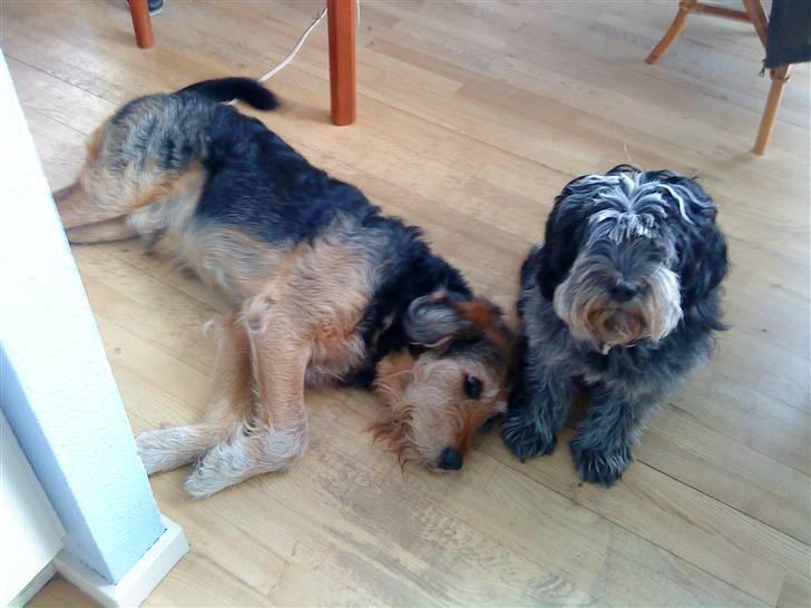 Blanding af racer Kashmir billede 7