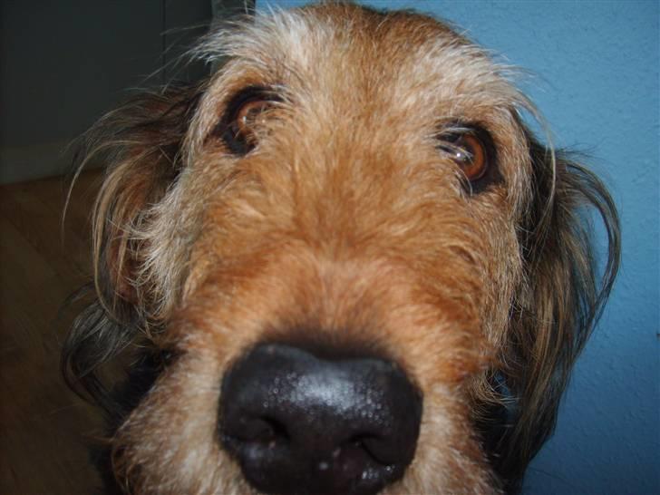 Blanding af racer Kashmir billede 8