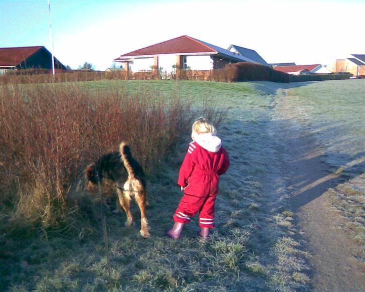 Blanding af racer Kashmir billede 9