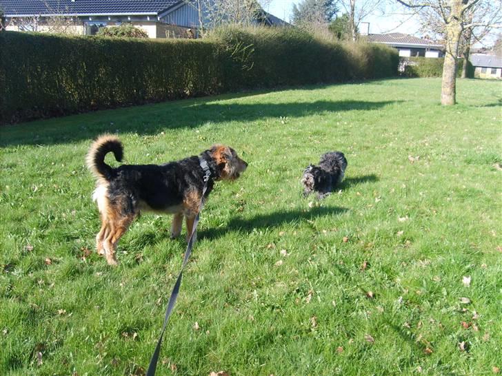 Blanding af racer Kashmir billede 10