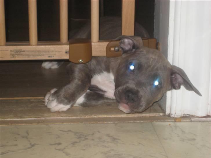 Amerikansk staffordshire terrier Shiva billede 4