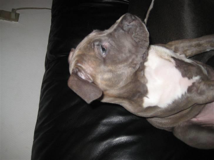 Amerikansk staffordshire terrier Shiva billede 5