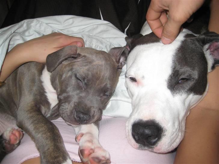 Amerikansk staffordshire terrier Shiva - Putteputte :) billede 6