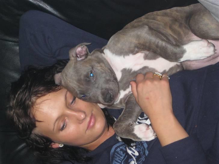 Amerikansk staffordshire terrier Shiva billede 7