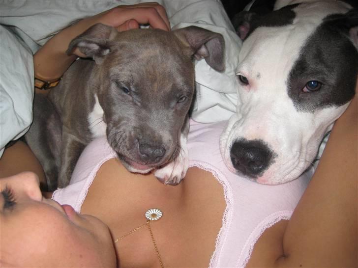 Amerikansk staffordshire terrier Shiva billede 8