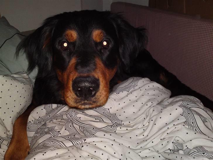 Blanding af racer Muffi - Mmh, jeg elsker at putte med min mor's dyne. billede 22