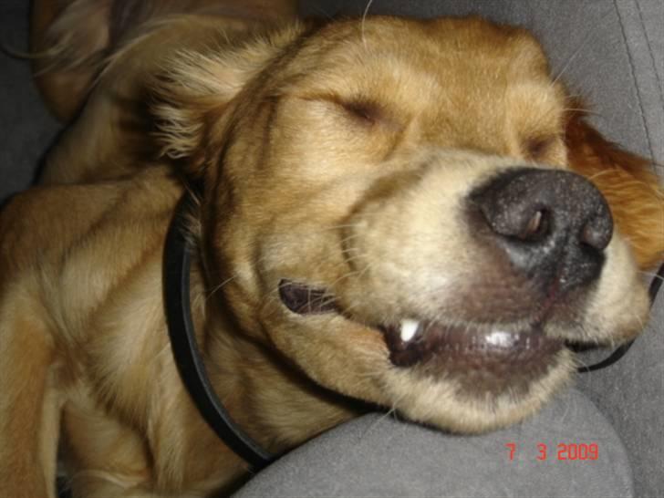 Golden retriever  Rocky billede 16