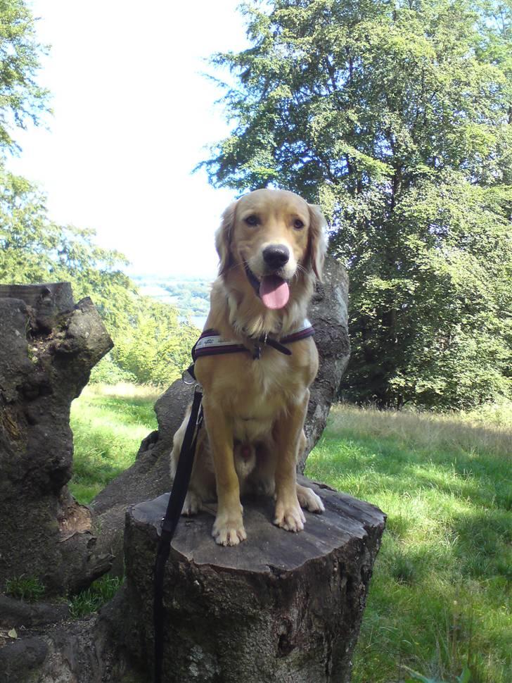 Golden retriever  Rocky billede 17