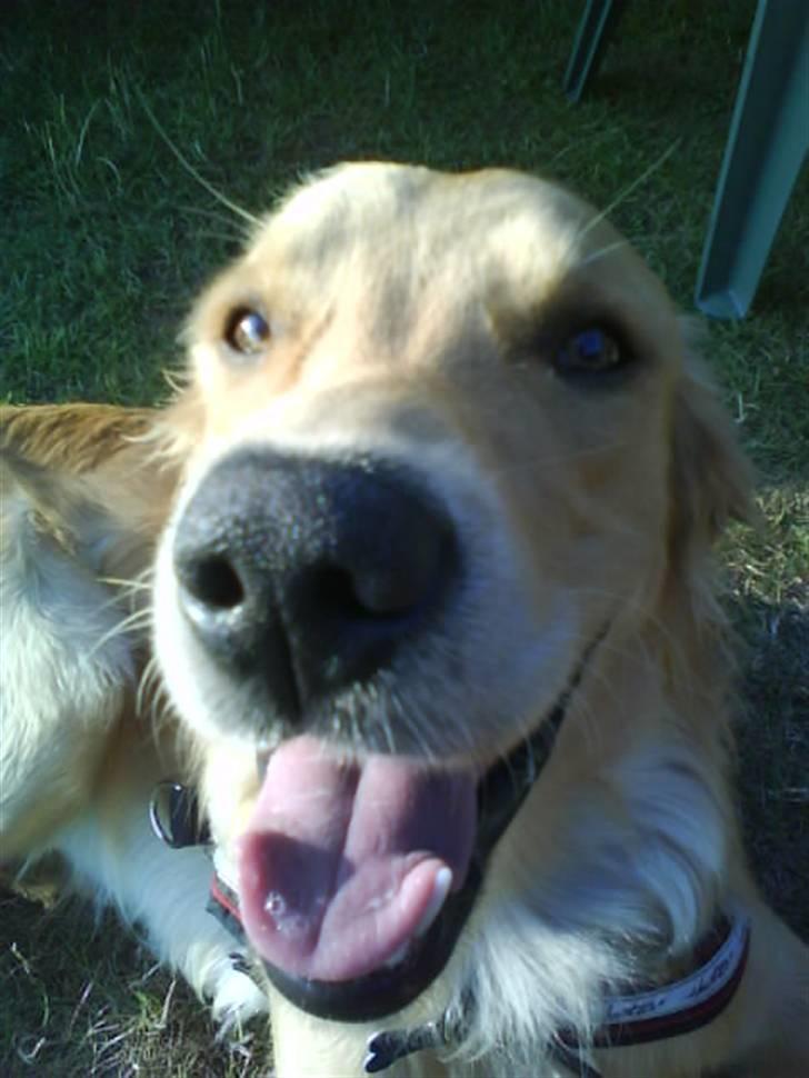 Golden retriever  Rocky billede 18