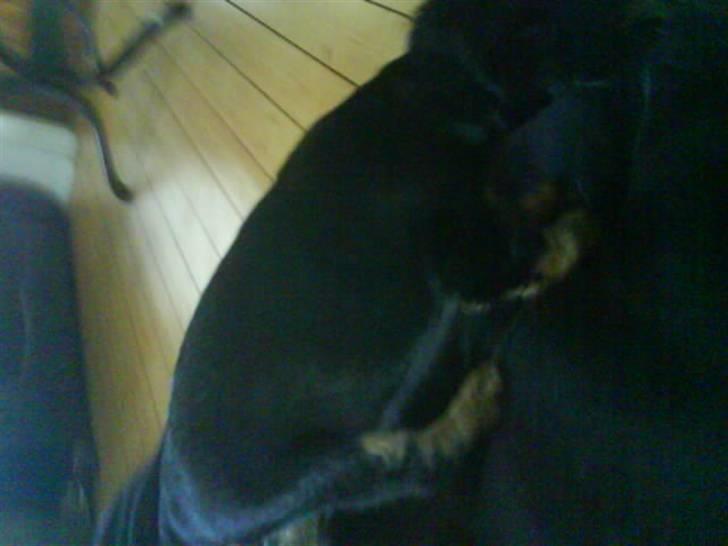 Blanding af racer SOFUS billede 2