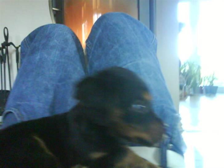 Blanding af racer SOFUS billede 3