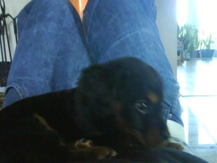 Blanding af racer SOFUS billede 4