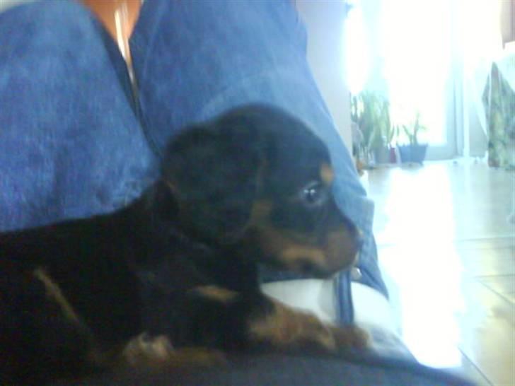 Blanding af racer SOFUS billede 5