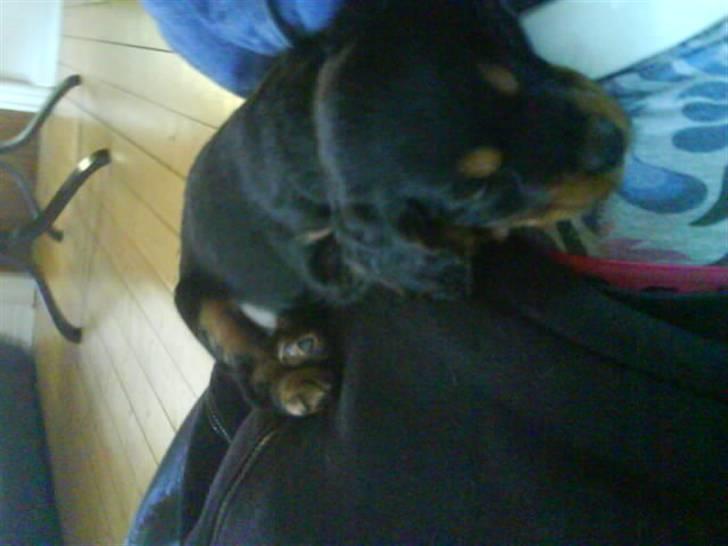 Blanding af racer SOFUS billede 6