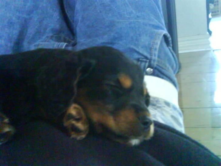 Blanding af racer SOFUS billede 7