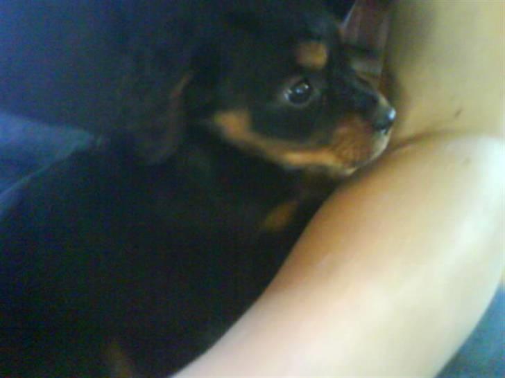 Blanding af racer SOFUS billede 8