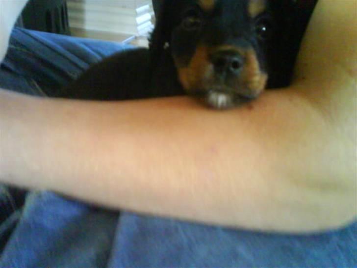 Blanding af racer SOFUS billede 9