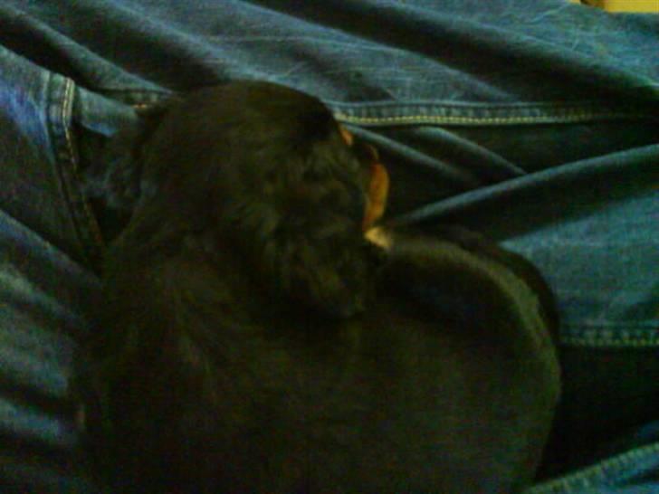 Blanding af racer SOFUS billede 10