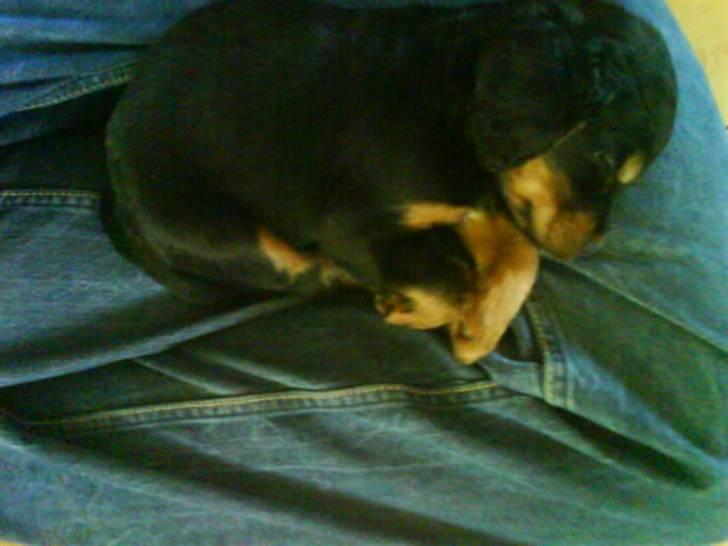 Blanding af racer SOFUS billede 11