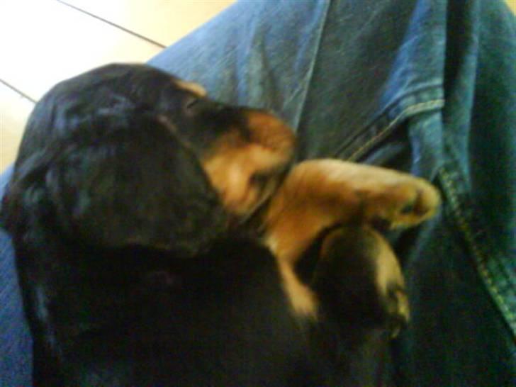 Blanding af racer SOFUS billede 12