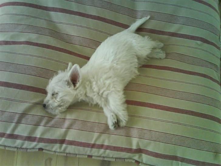 West highland white terrier Blixen - Lille baby Blixen <3 billede 9