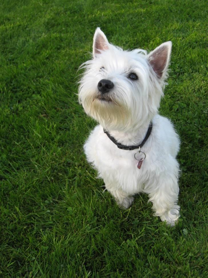 West highland white terrier Blixen - Nyt Fra 20 maj 2010 billede 10