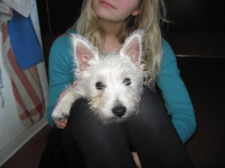 West highland white terrier Blixen - Du er så dejlig:) billede 11