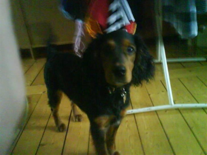 Blanding af racer SOFUS billede 13