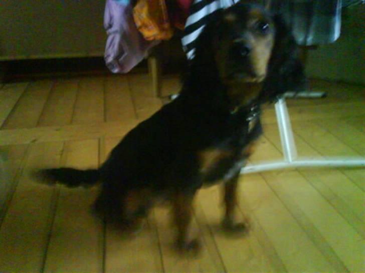 Blanding af racer SOFUS billede 14