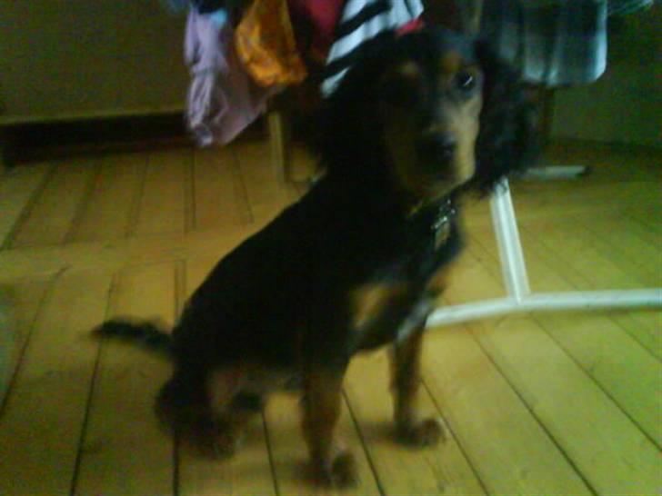 Blanding af racer SOFUS billede 15