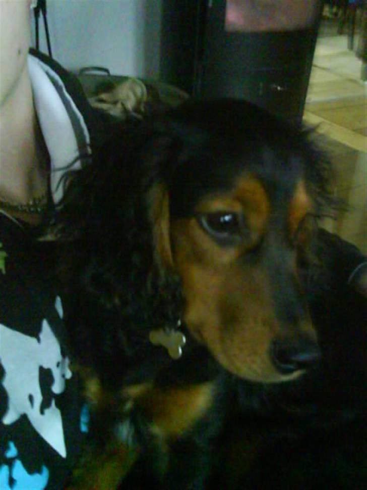 Blanding af racer SOFUS billede 16