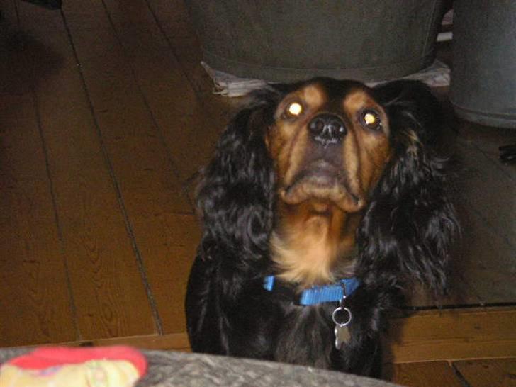 Blanding af racer SOFUS billede 17