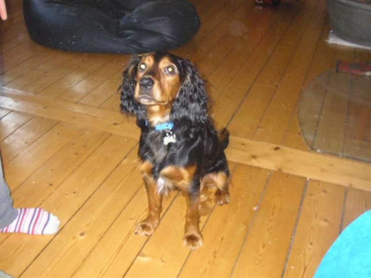 Blanding af racer SOFUS billede 18