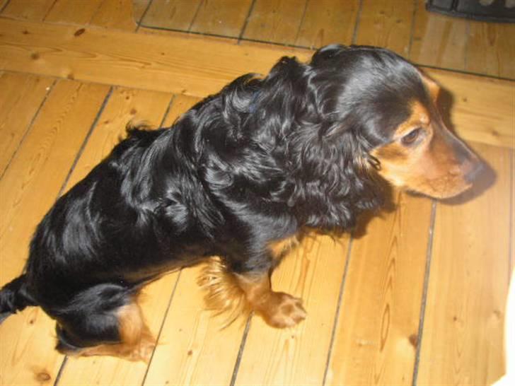 Blanding af racer SOFUS billede 19