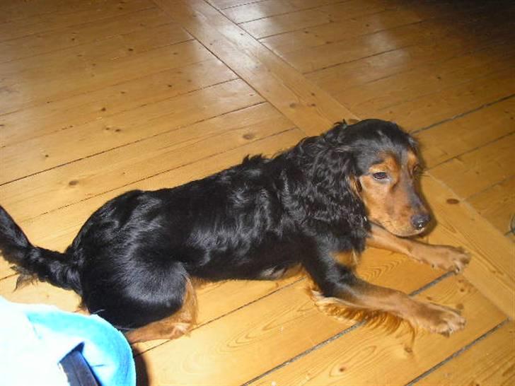 Blanding af racer SOFUS billede 20